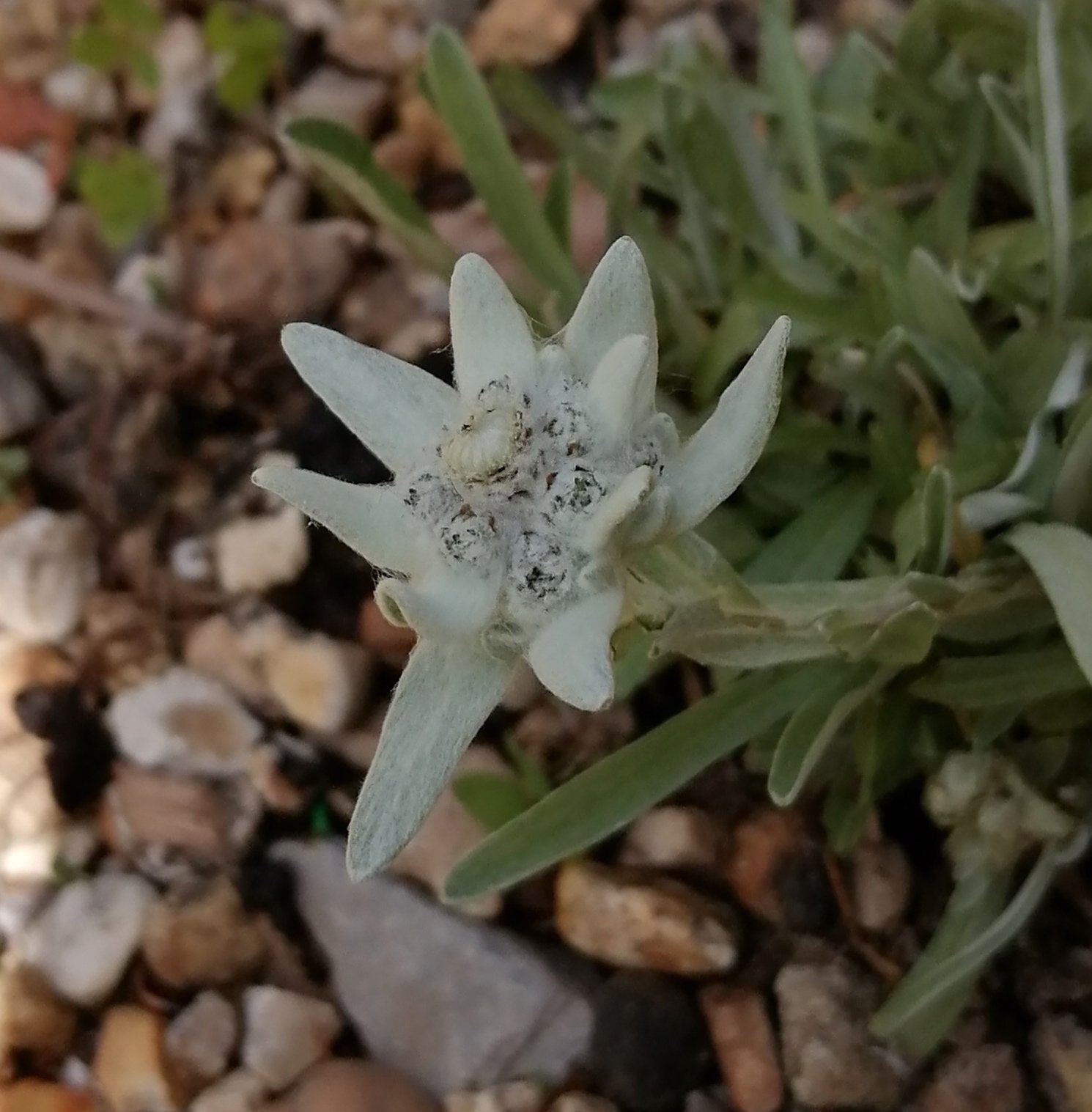 Edelweiss ~ I open to all that is