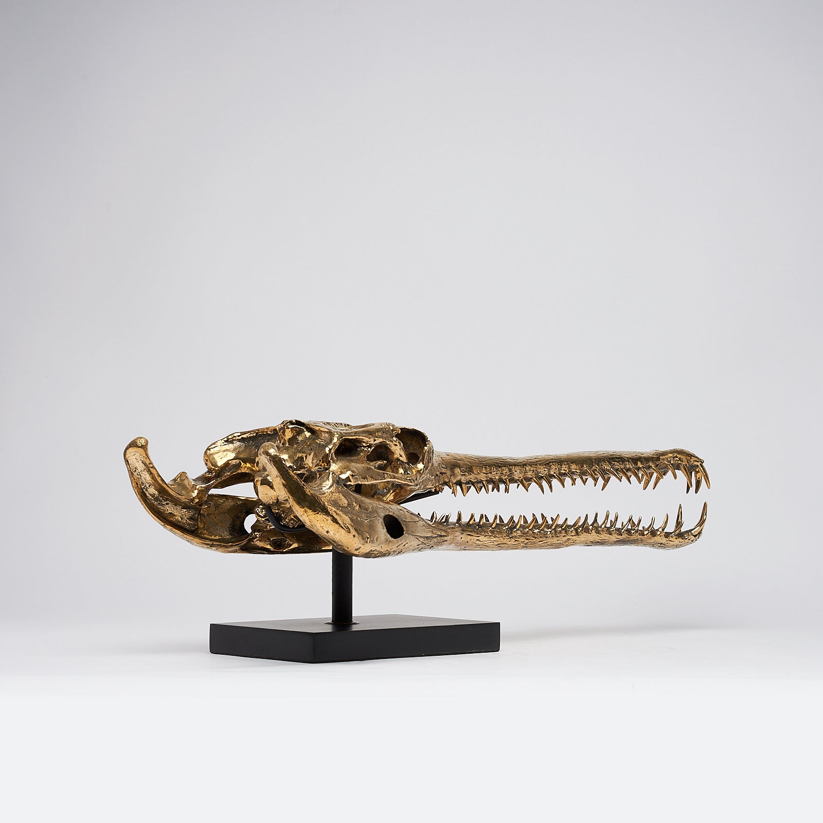 Sooka Extra Large polished bronze Gharial Skull