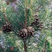 Pine Flower Essence ~ strength from experience
