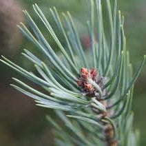 Pine Flower Essence ~ strength from experience