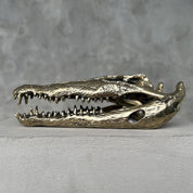Saltwater Crocodile Skull, Small