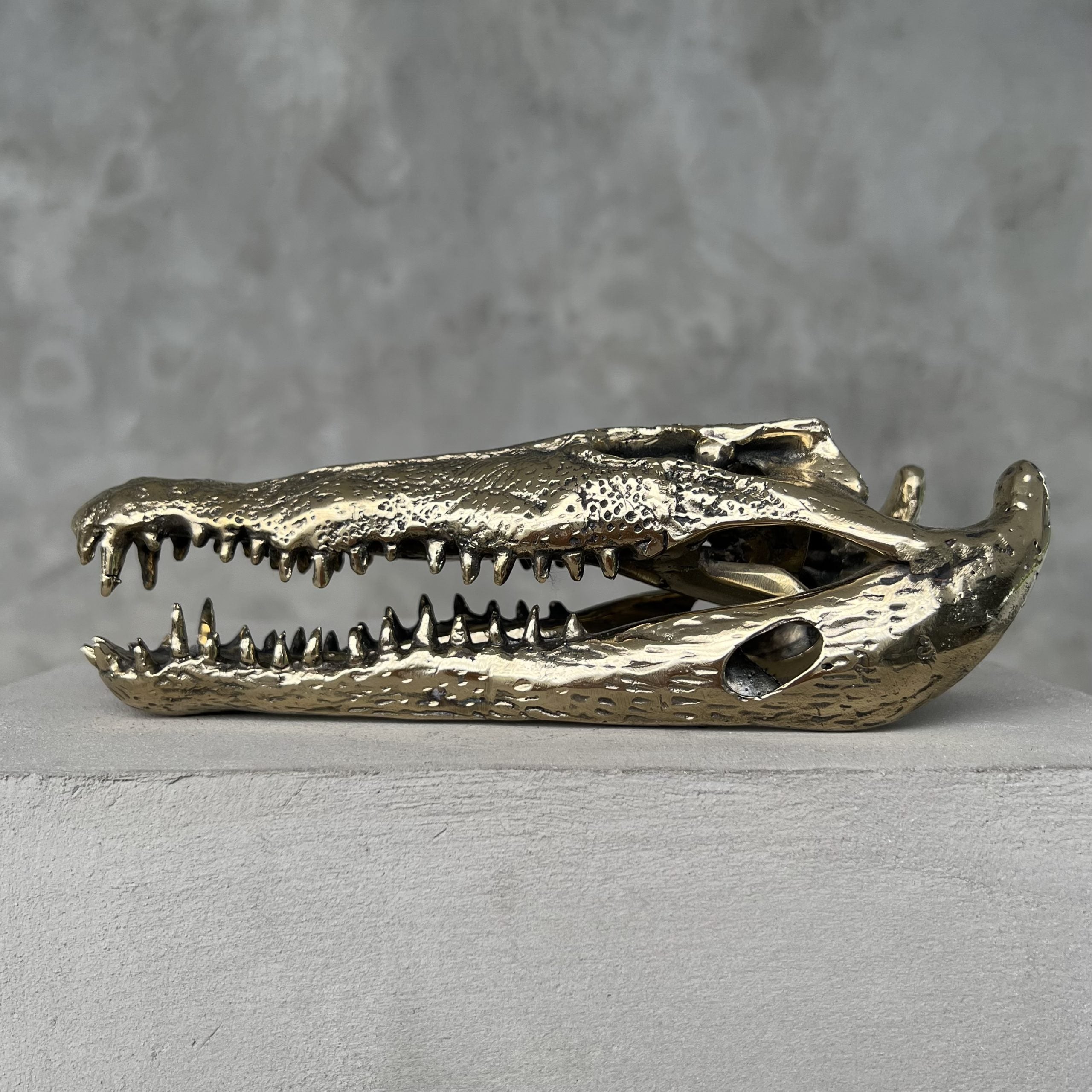 Saltwater Crocodile Skull, Small