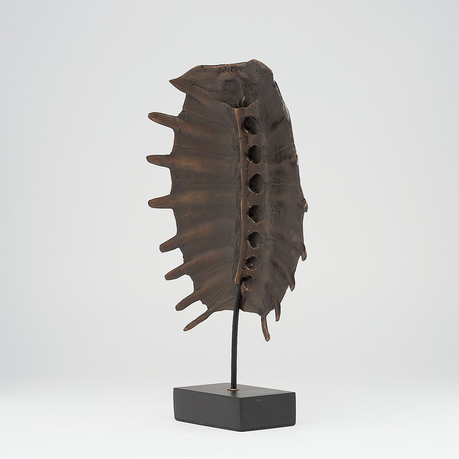 Medium Bronze Turtle Shell