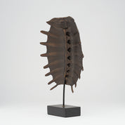 Medium Bronze Turtle Shell