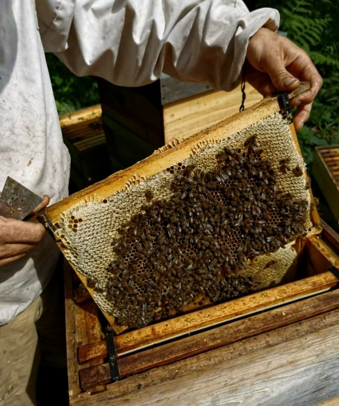 Miraculous Bee Balm