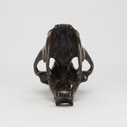 Bronze Sabertooth Tiger