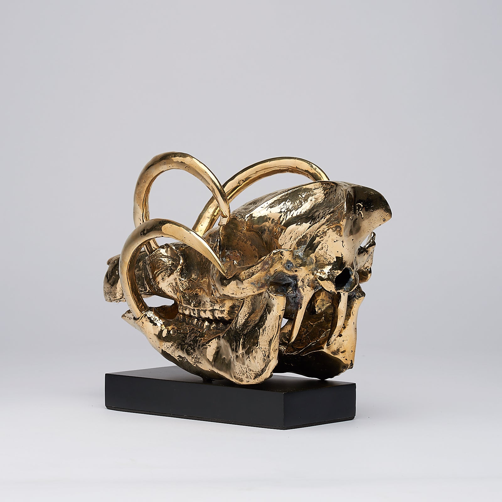 Babirusa Skull in polished bronze