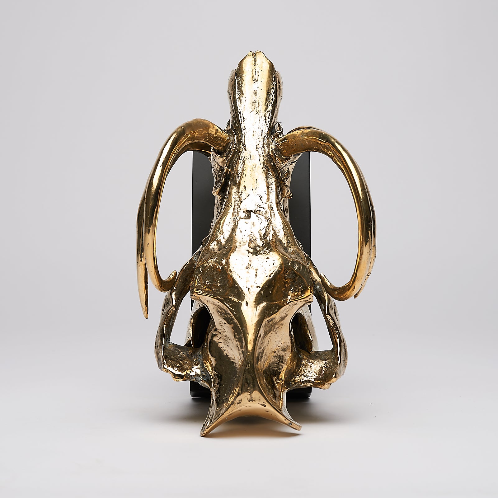 Babirusa Skull in polished bronze