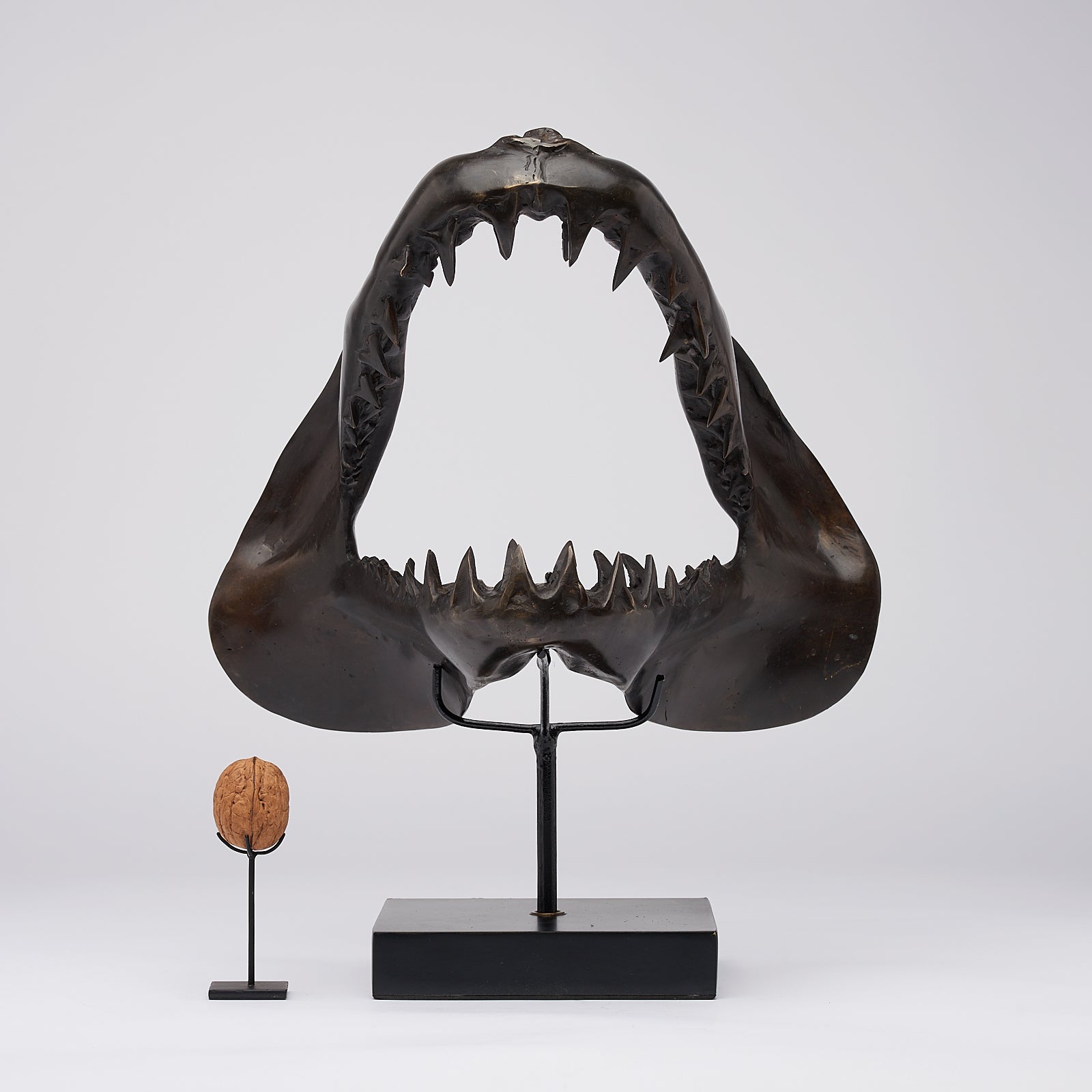 Large Bronze Mako Shark Jaw