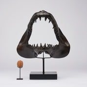 Large Bronze Mako Shark Jaw