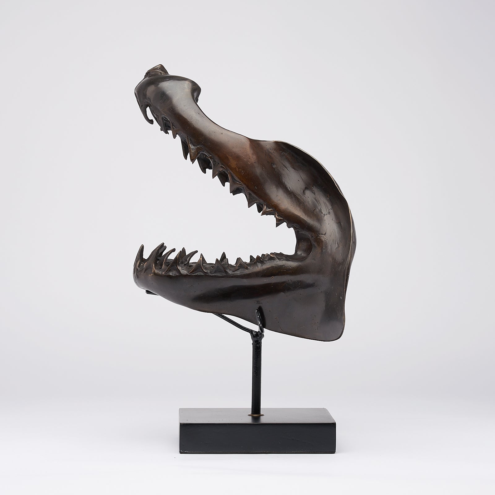 Large Bronze Mako Shark Jaw