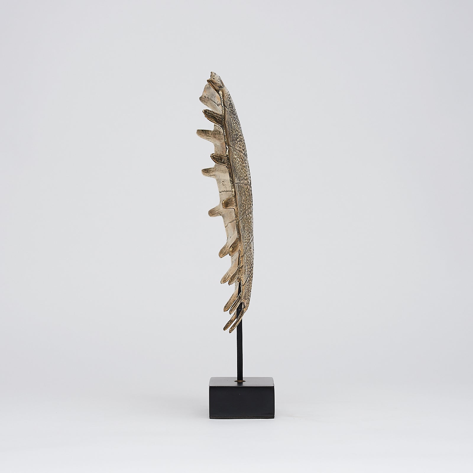 Small Turtle Shell in Polished Bronze