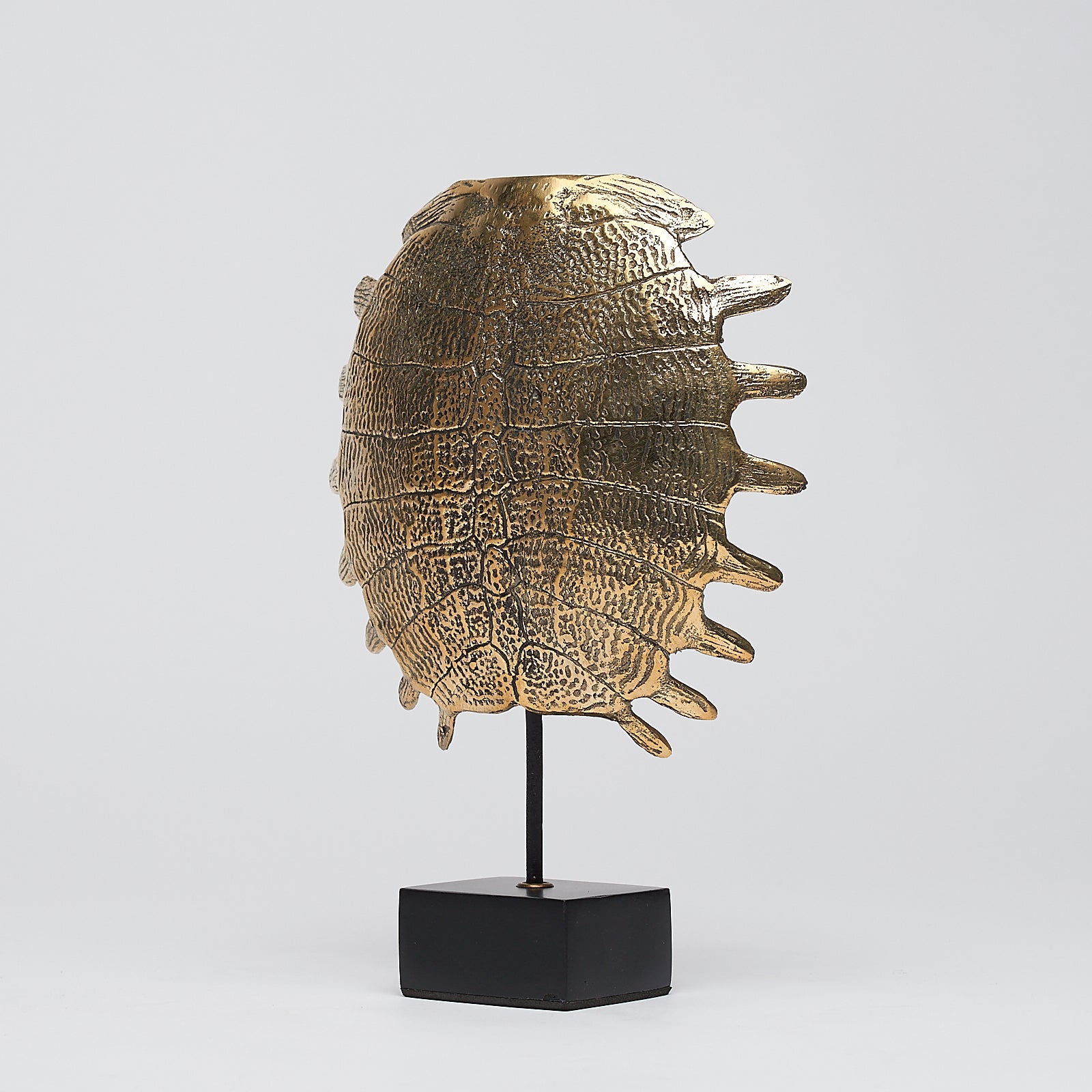 Small Turtle Shell in Polished Bronze