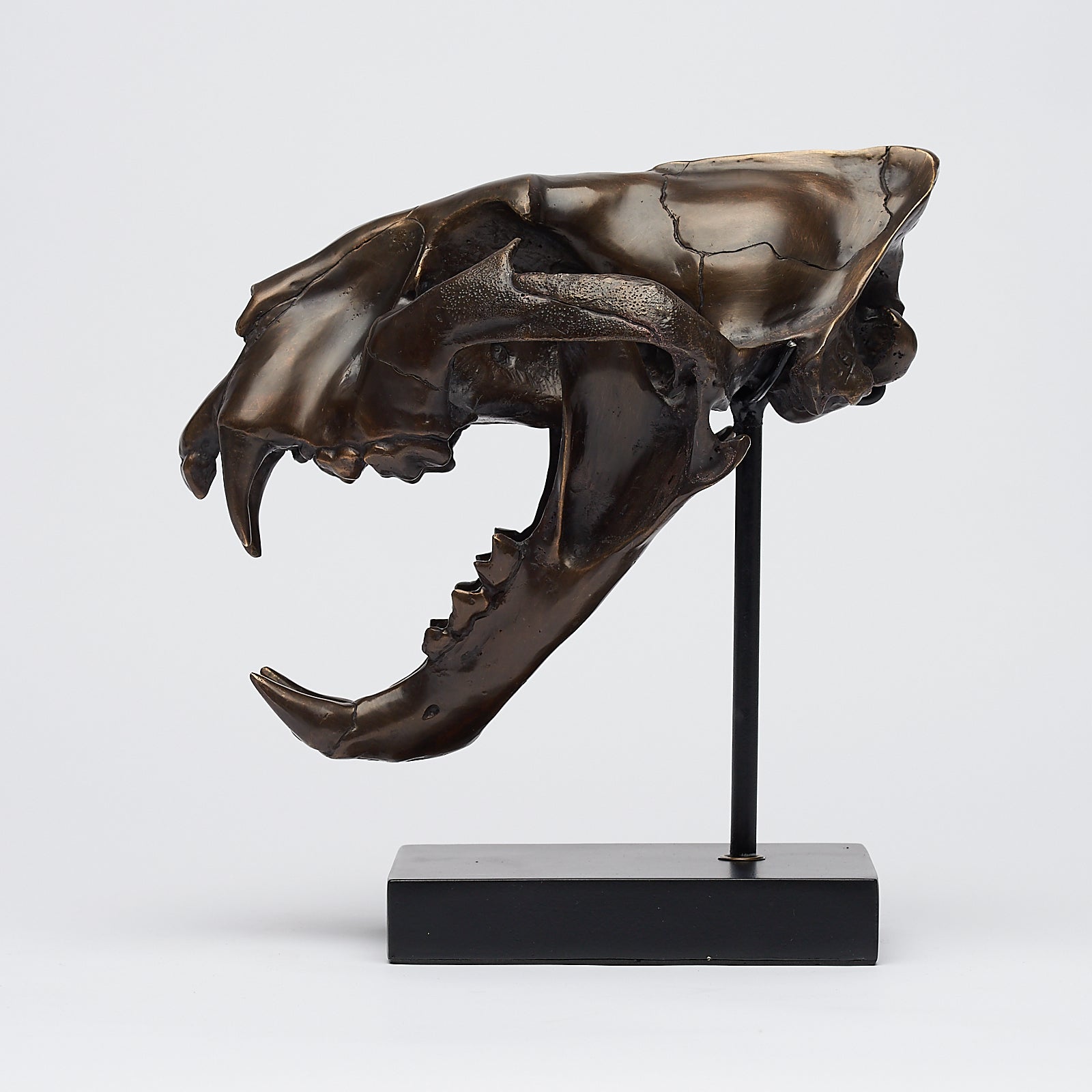 Bronze Sumatran Tiger Skull