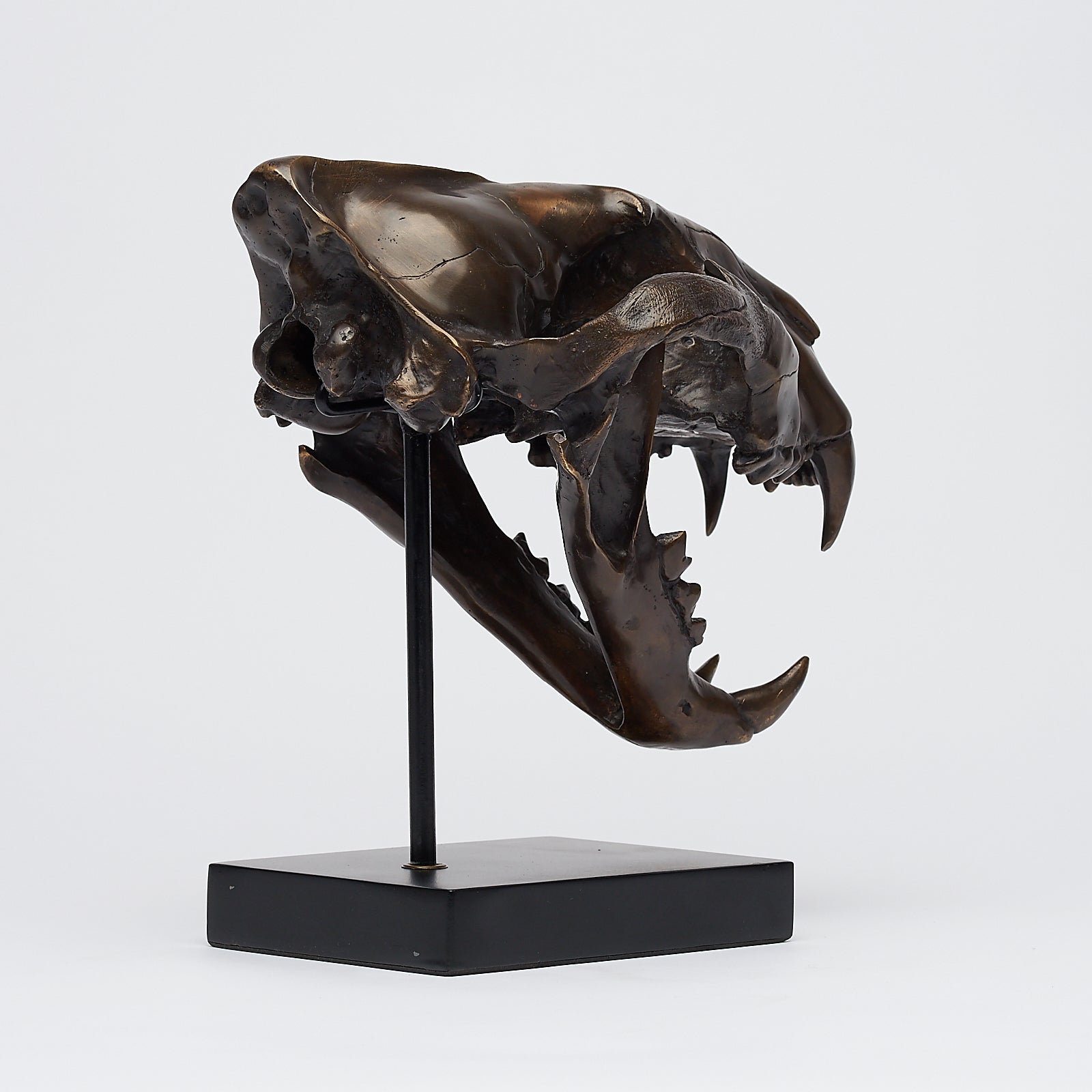 Bronze Sumatran Tiger Skull
