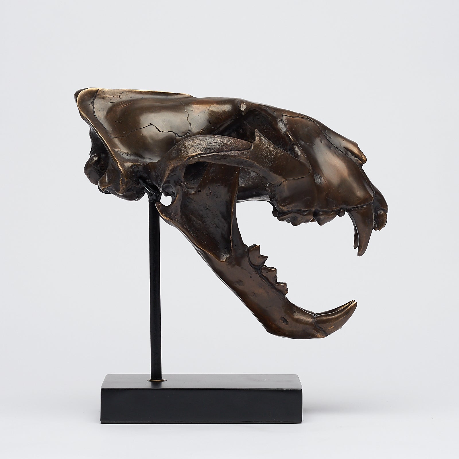 Bronze Sumatran Tiger Skull