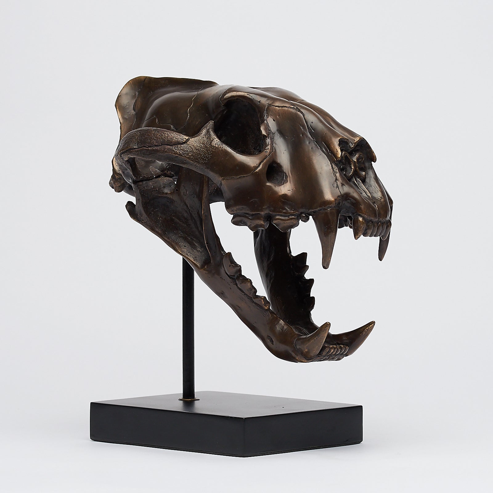 Bronze Sumatran Tiger Skull