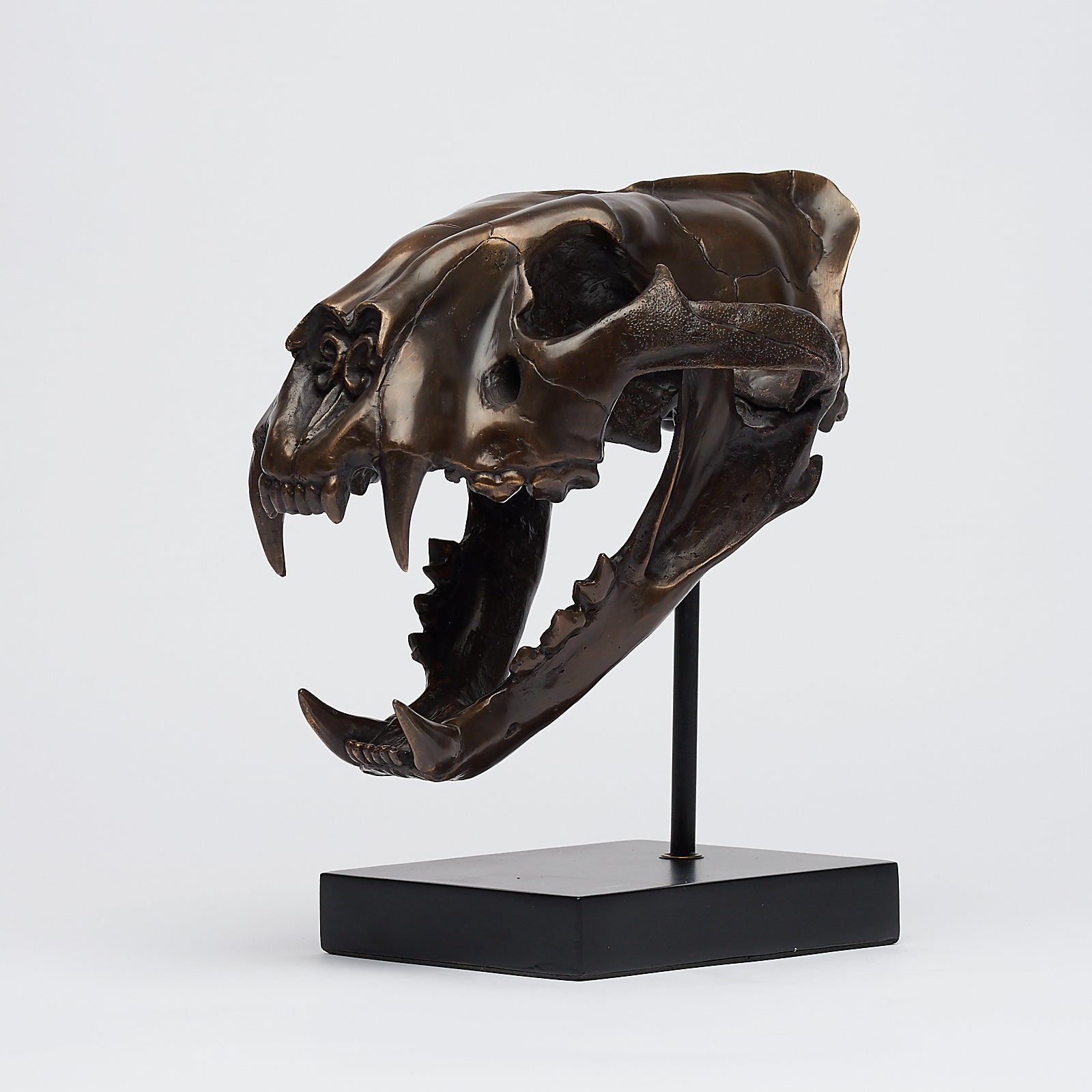 Bronze Sumatran Tiger Skull