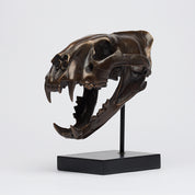 Bronze Sumatran Tiger Skull