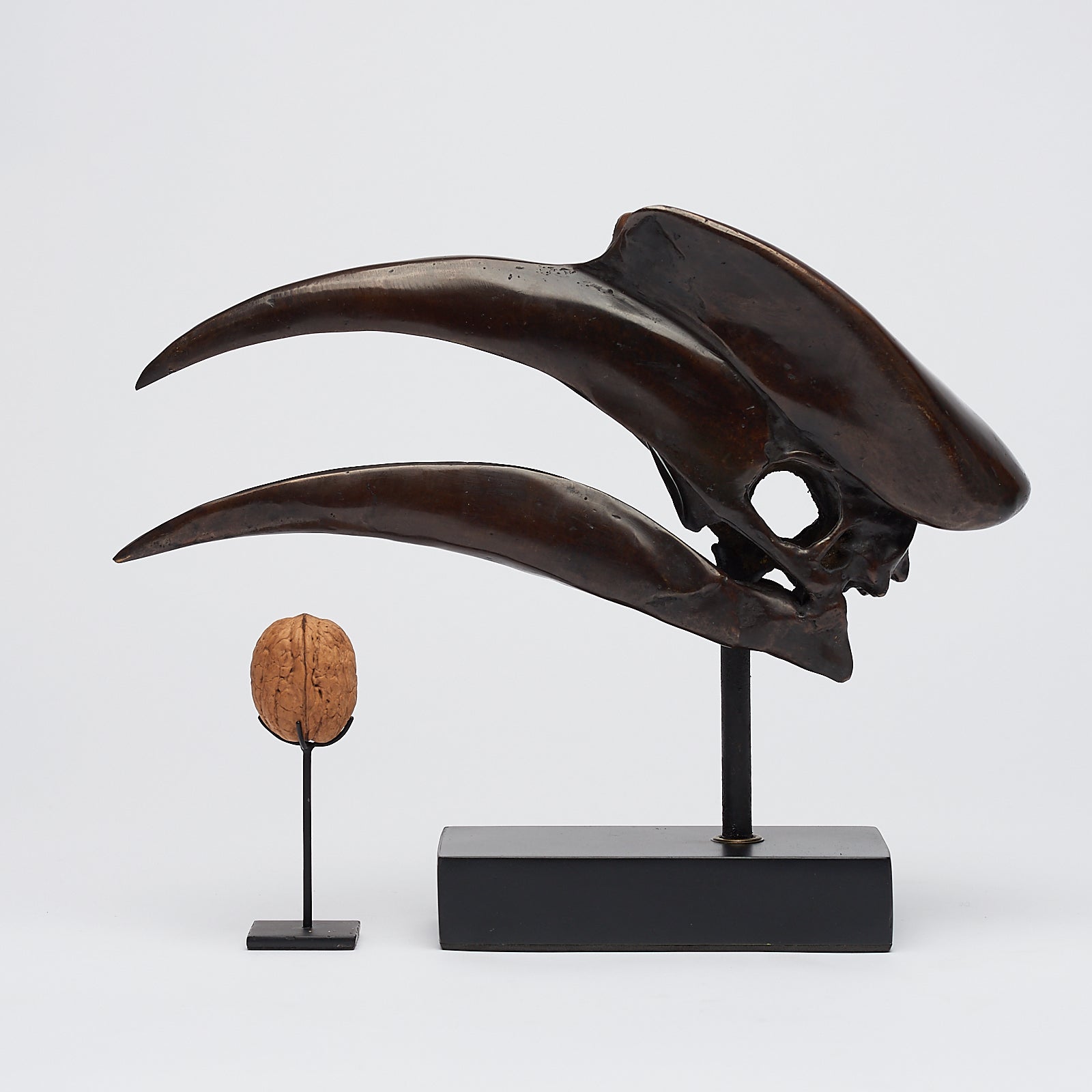 Bronze Great Hornbill