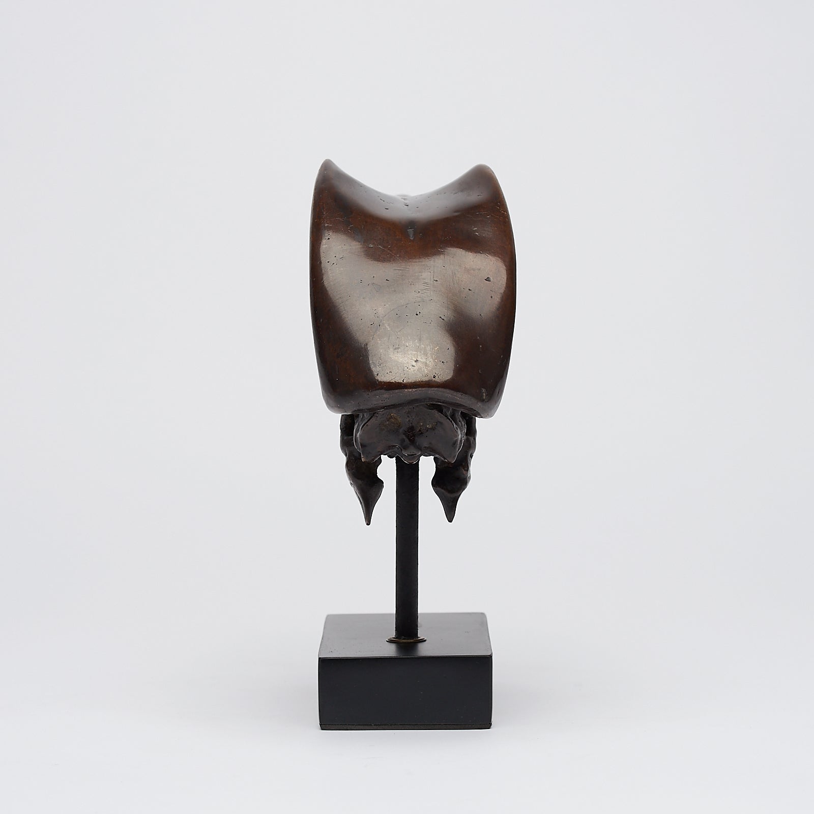 Bronze Great Hornbill