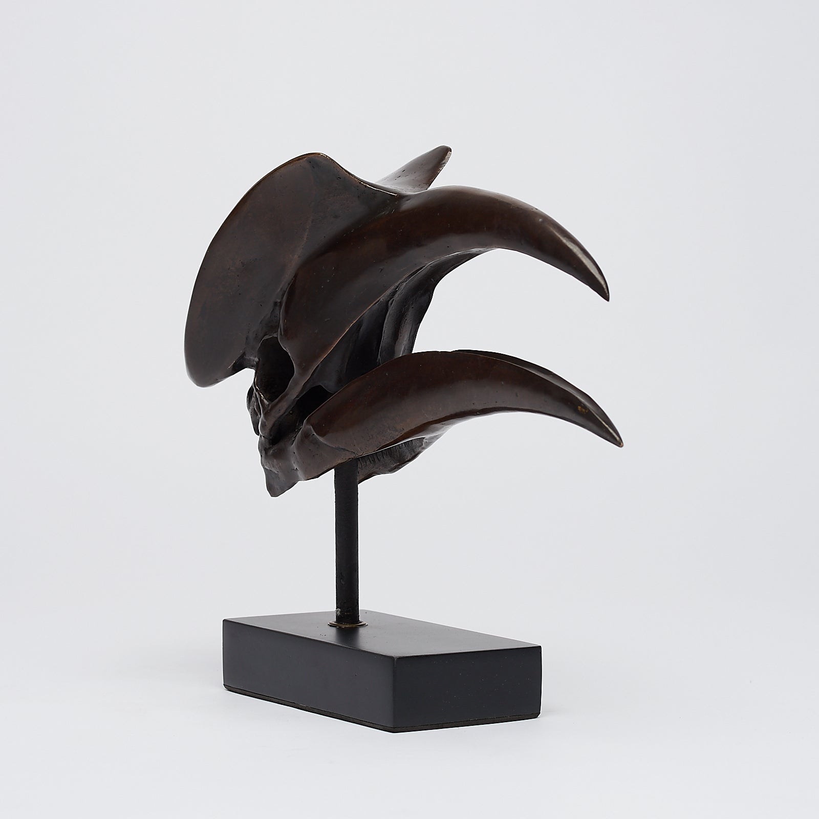 Bronze Great Hornbill