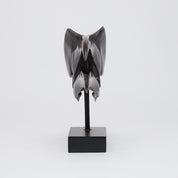 Bronze Great Hornbill