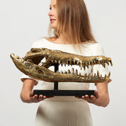 Extra Large Saltwater Crocodile Skull in polished bronze