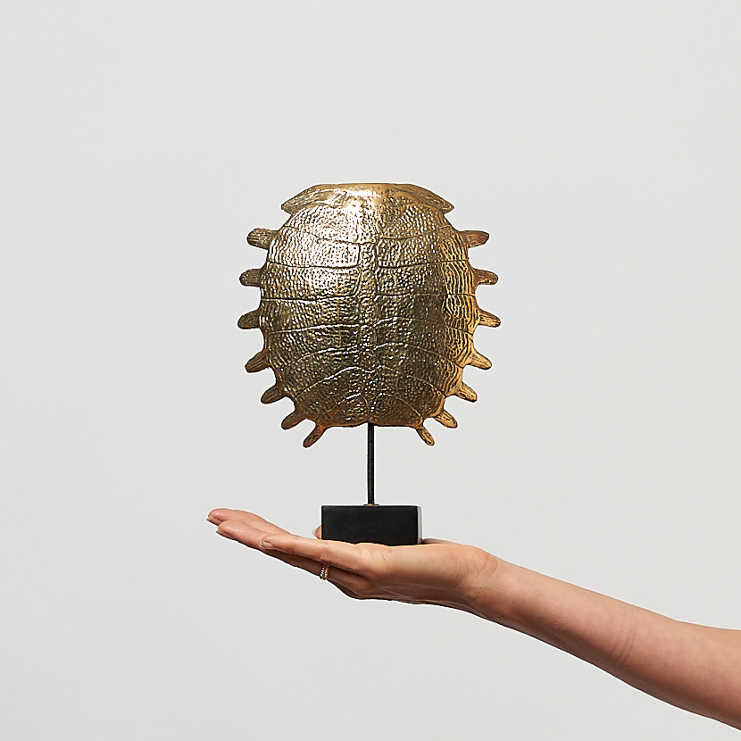 Small Turtle Shell in Polished Bronze