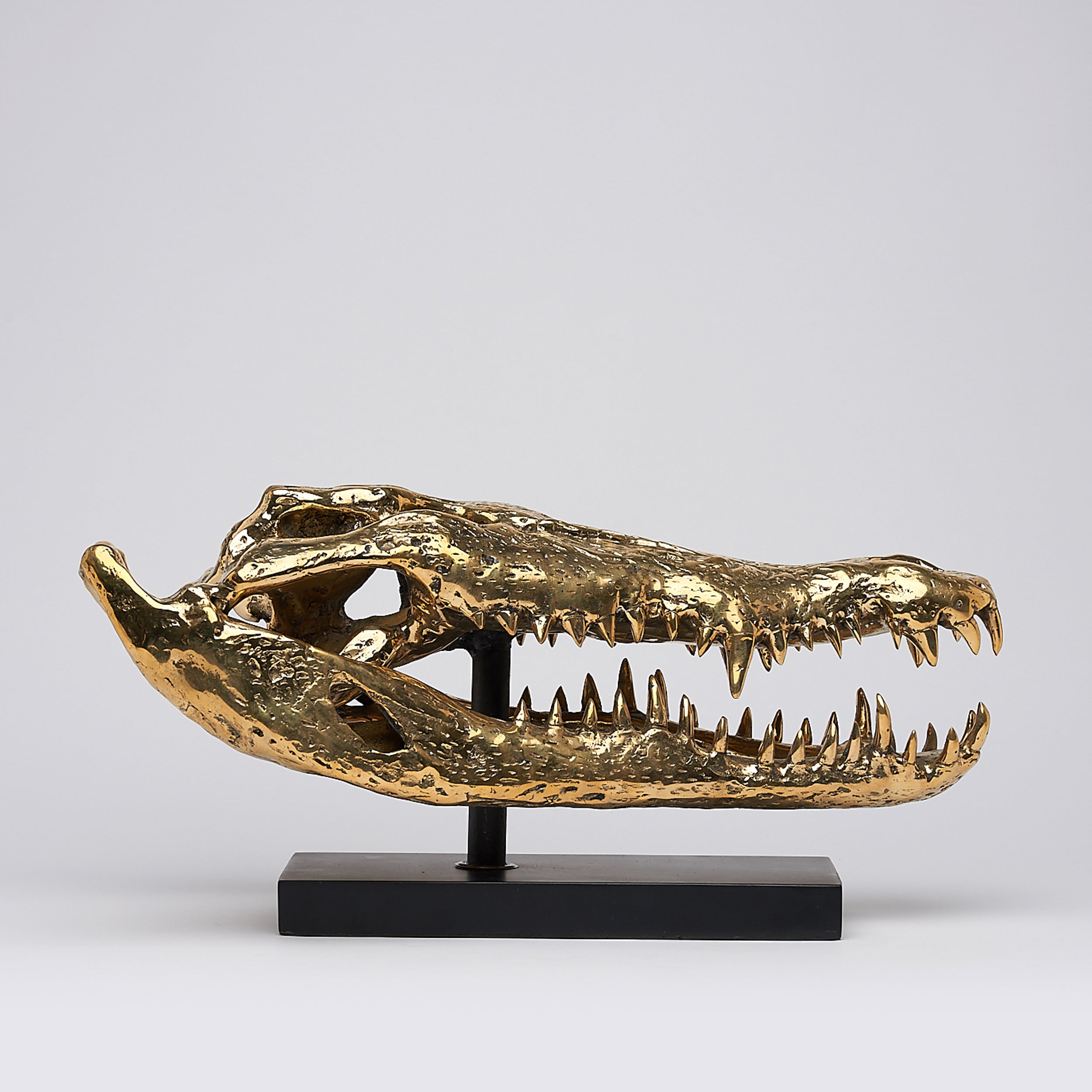 Extra Large Saltwater Crocodile Skull in Polished Bronze