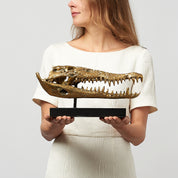 Medium Saltwater Crocodile Skull in Polished Bronze