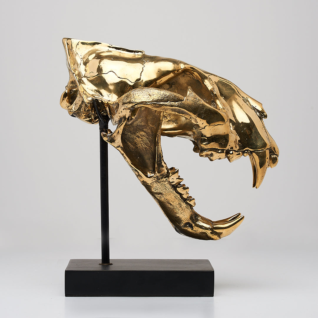 Sumatran Tiger Skull in Polished Bronze