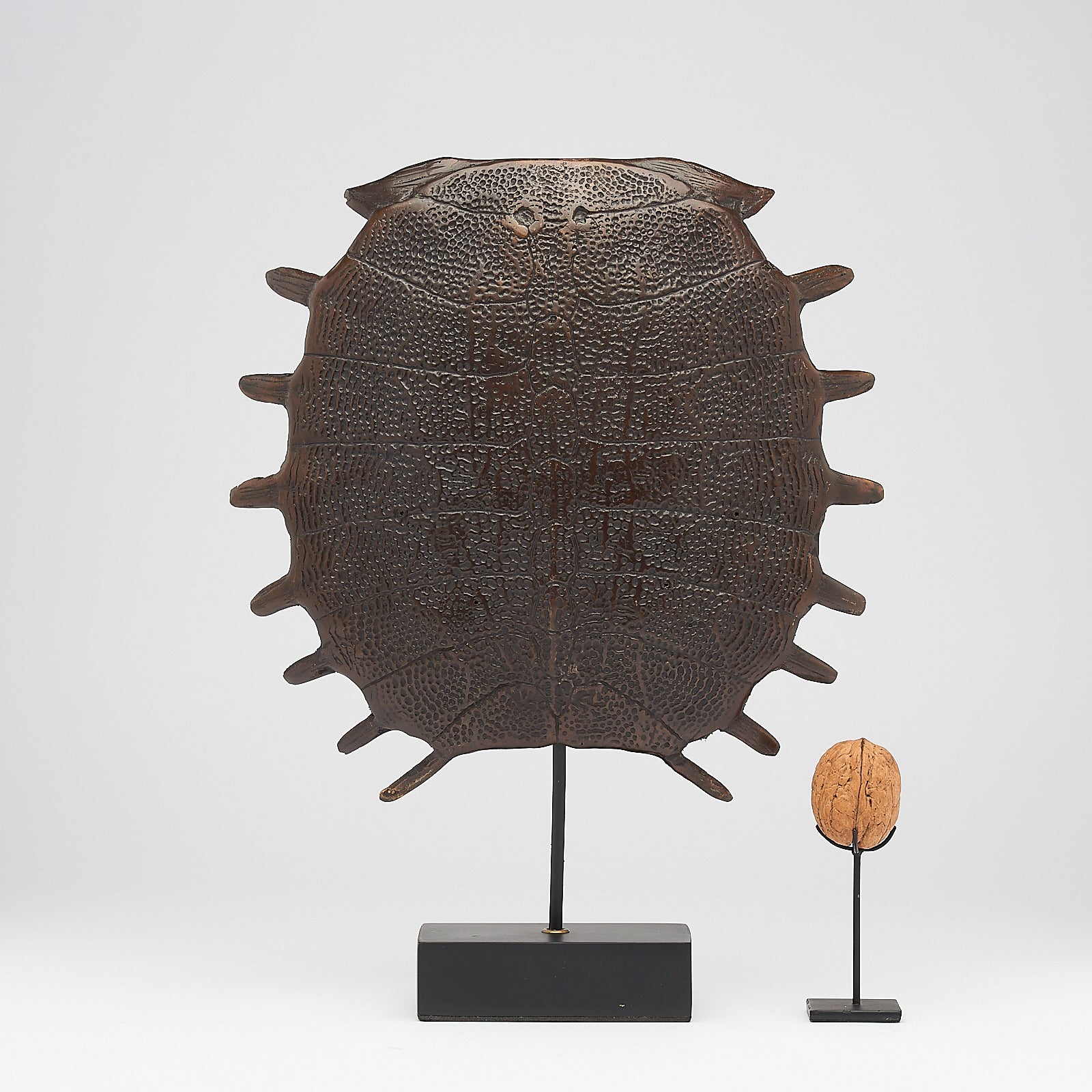 Medium Bronze Turtle Shell