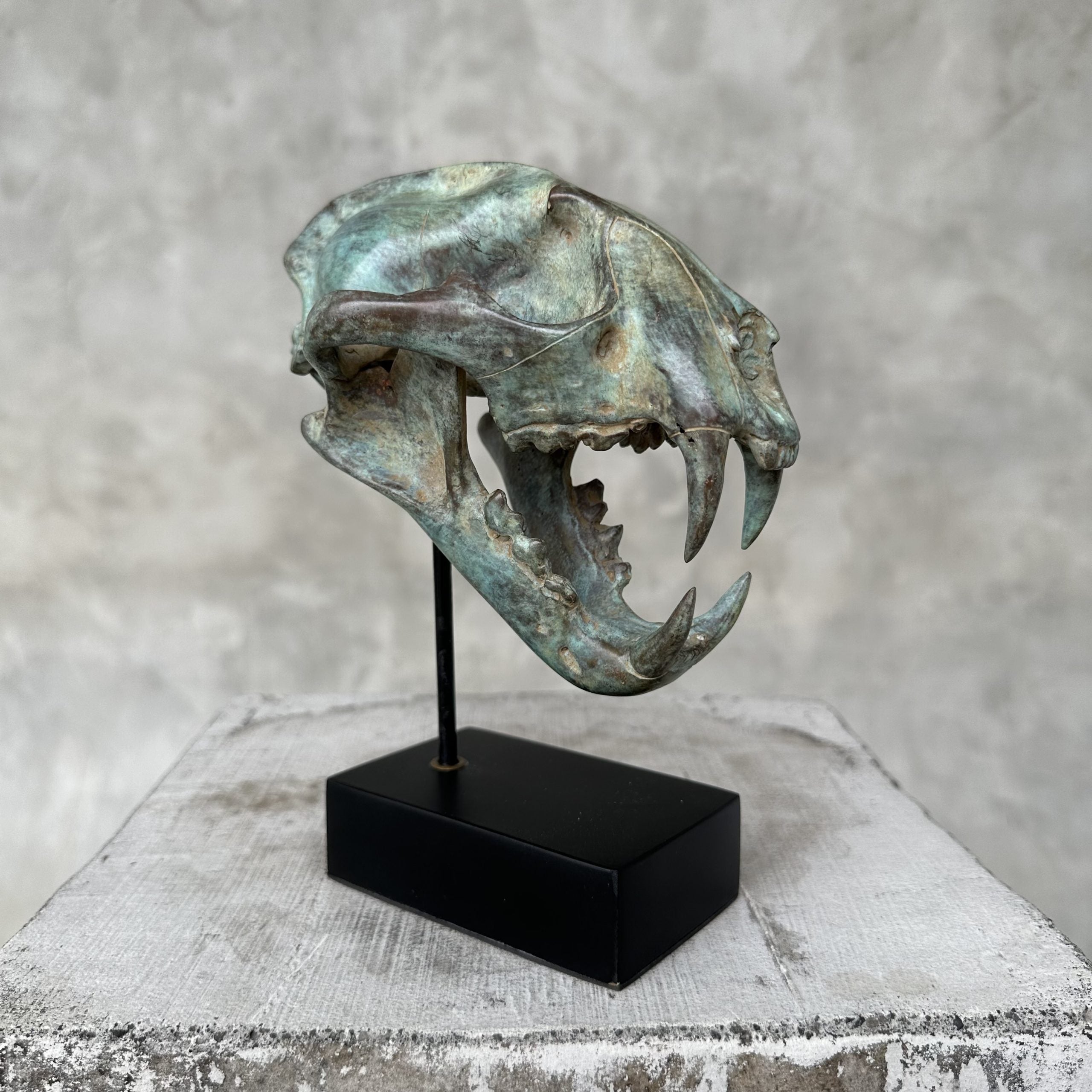Patinated Snow Leopard