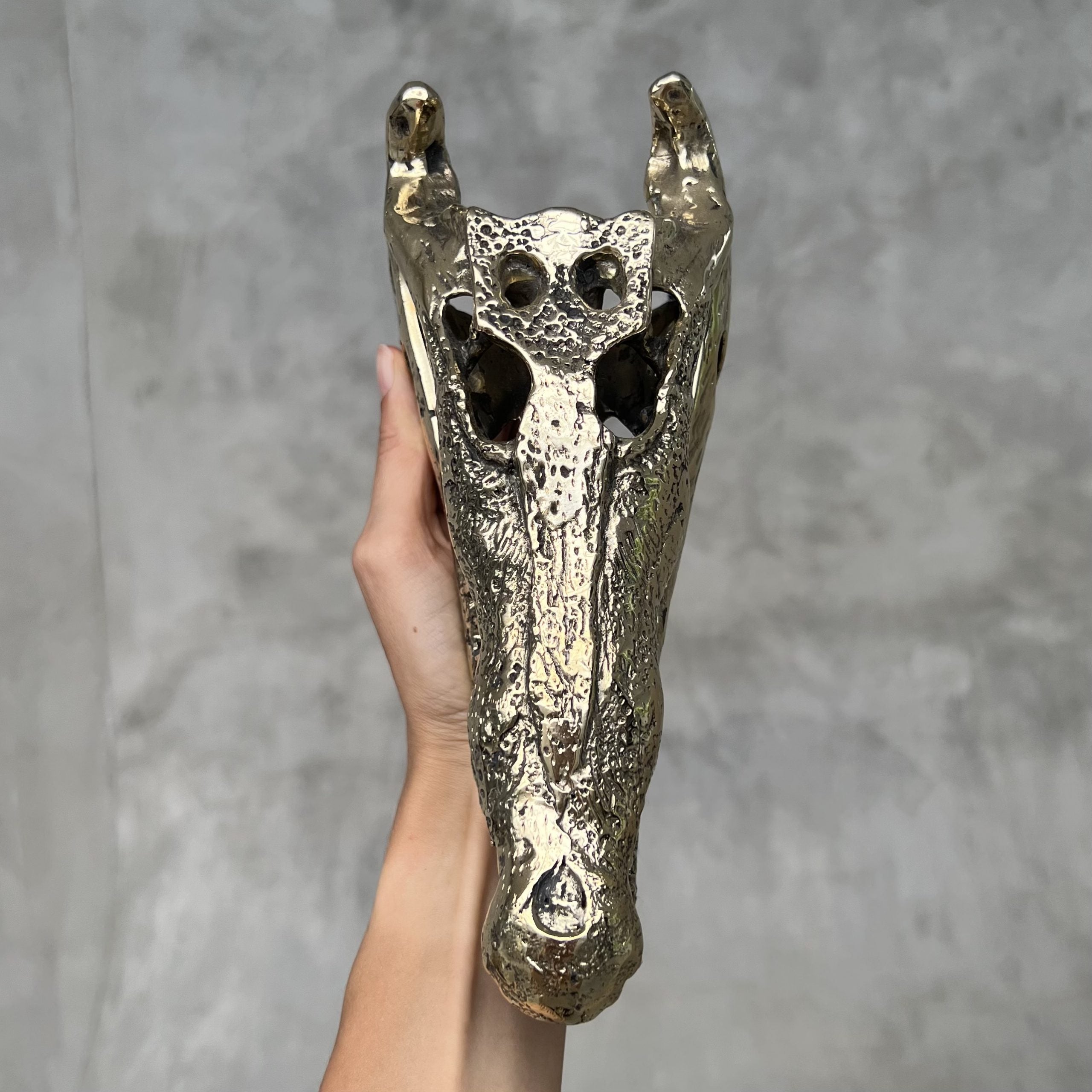 Saltwater Crocodile Skull, Small