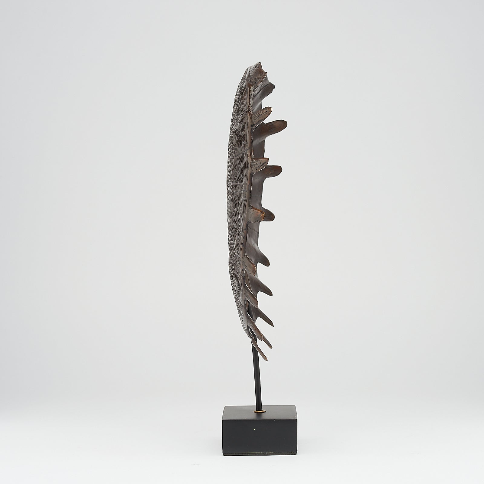 Medium Bronze Turtle Shell