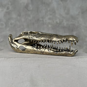 Saltwater Crocodile Skull, Small