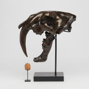 Bronze Sabertooth Tiger