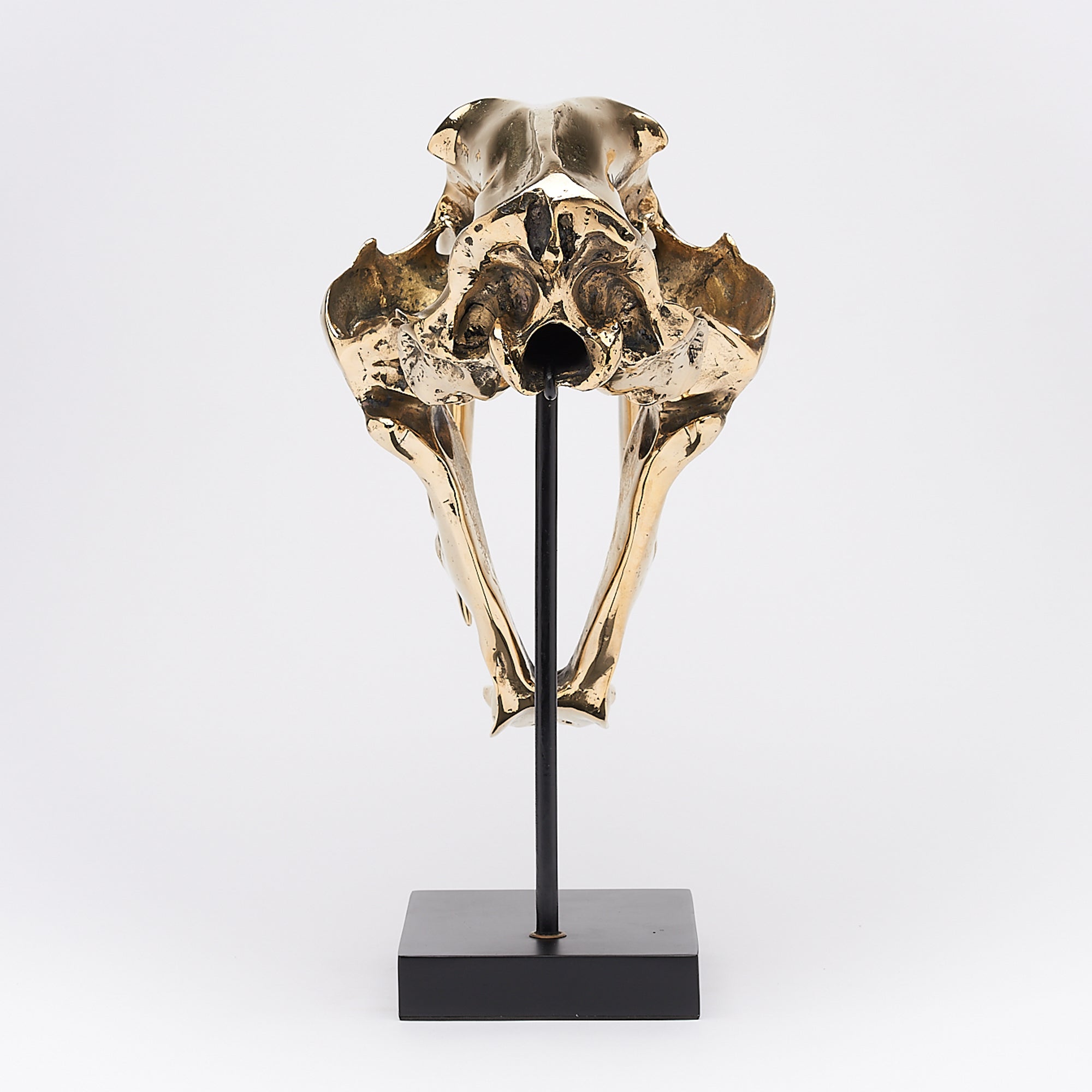 Polished Bronze Sabertooth Tiger