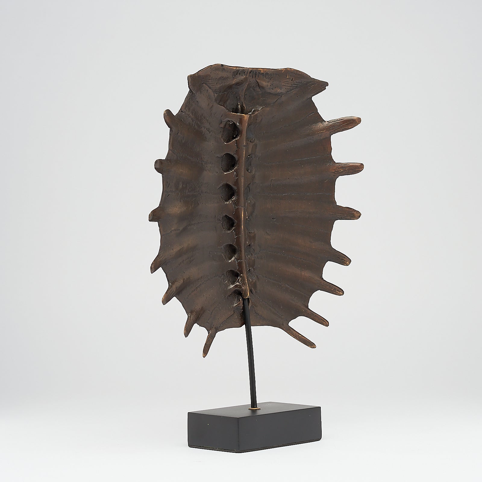 Medium Bronze Turtle Shell