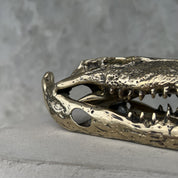Saltwater Crocodile Skull, Small