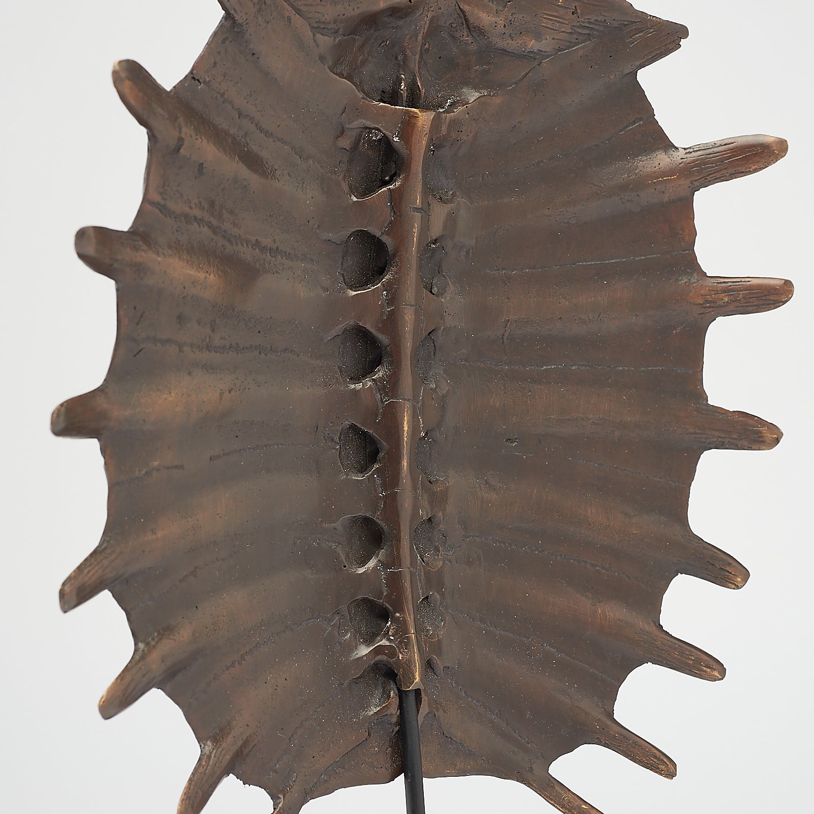 Medium Bronze Turtle Shell