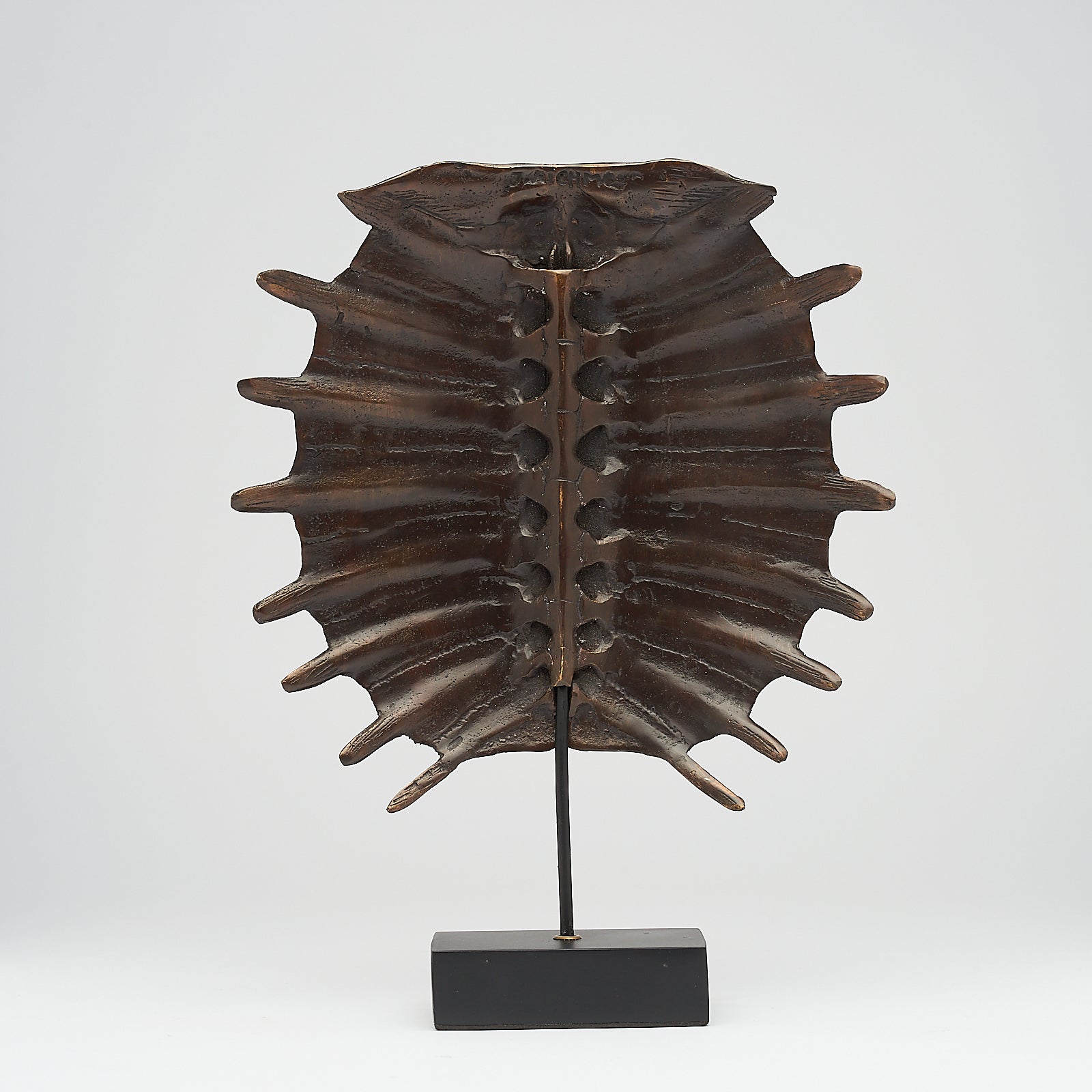 Medium Bronze Turtle Shell