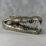 Saltwater Crocodile Skull, Small