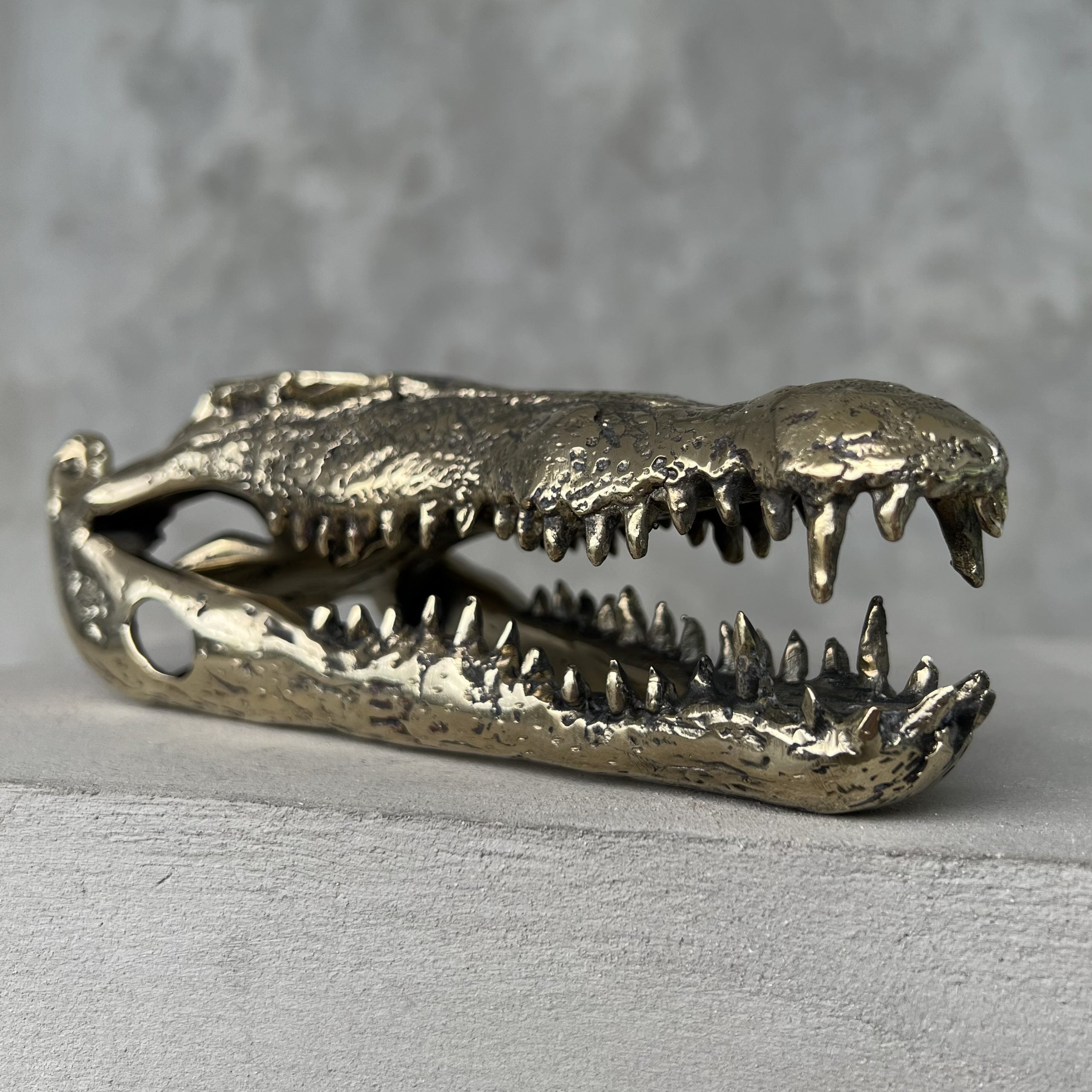 Saltwater Crocodile Skull, Small