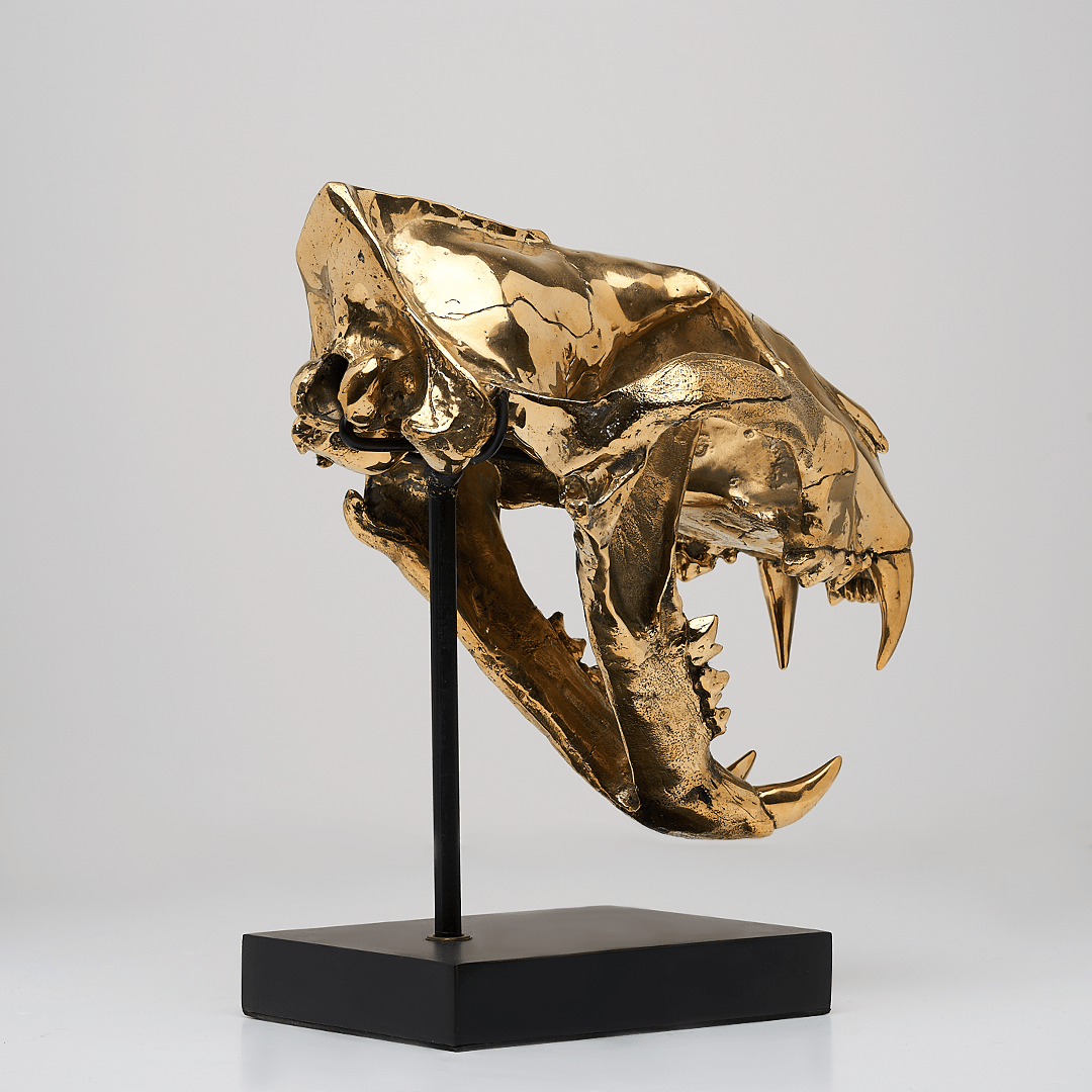 Sumatran Tiger Skull in Polished Bronze