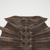 Medium Bronze Turtle Shell