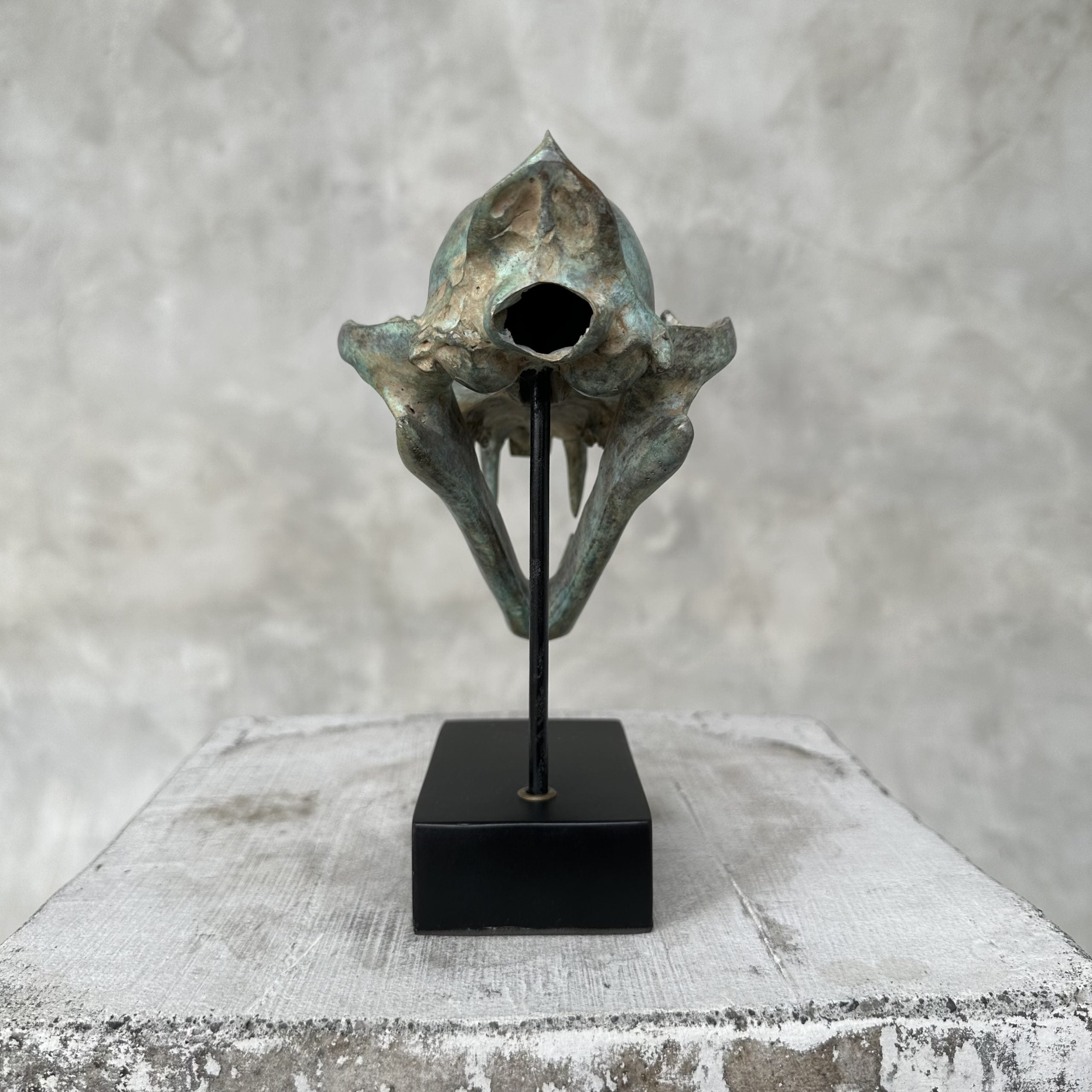 Patinated Snow Leopard