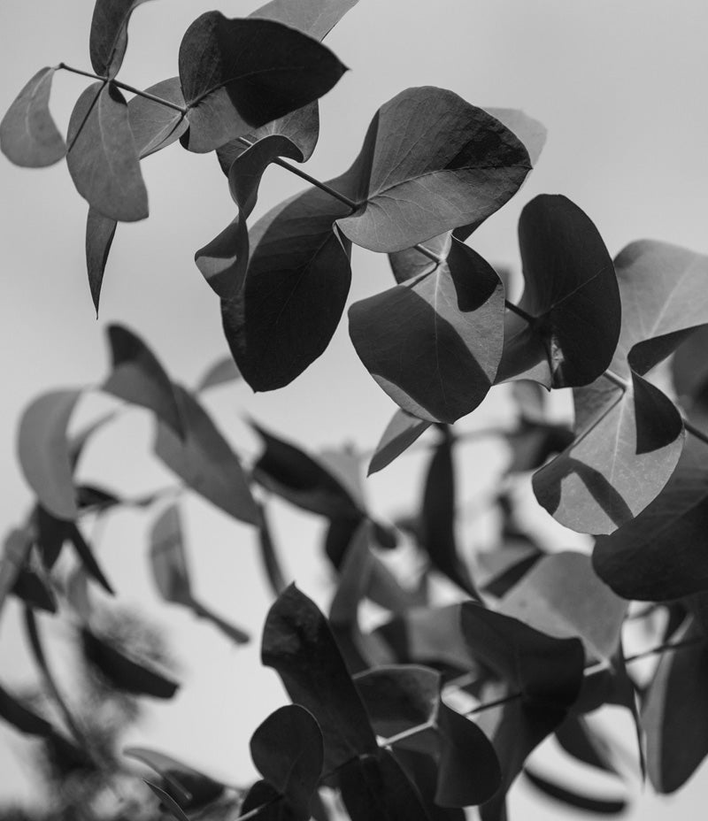 Beck-Siberian-Fir-Sop-Eucalyptus.jpg