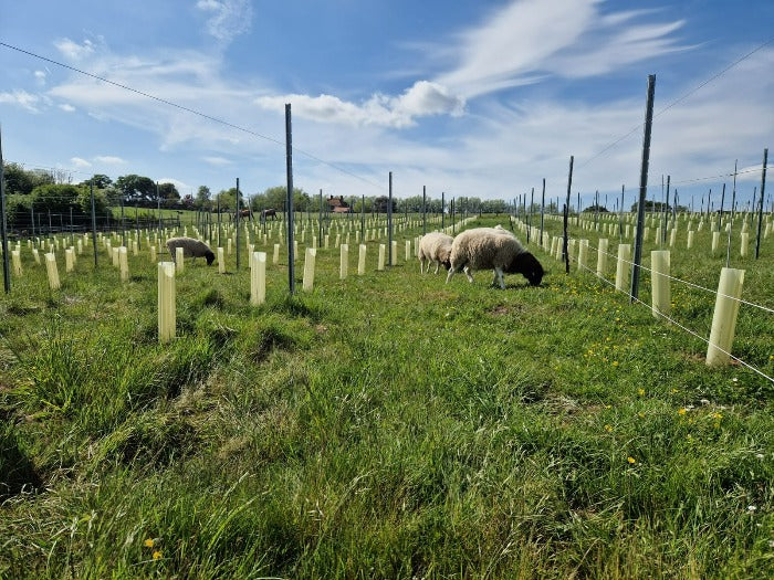 Workshop / Farm Tour